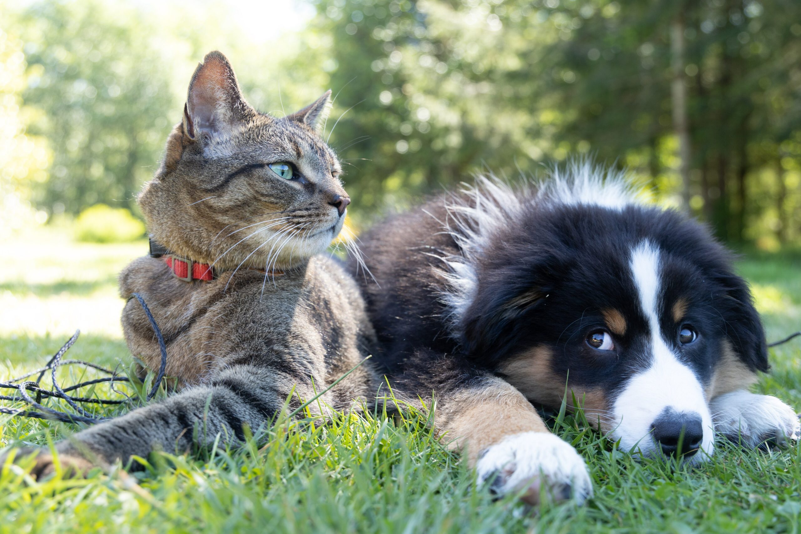 Pet Insurance – your most pressing questions answered
